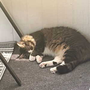 Meet your Posher, Cameron